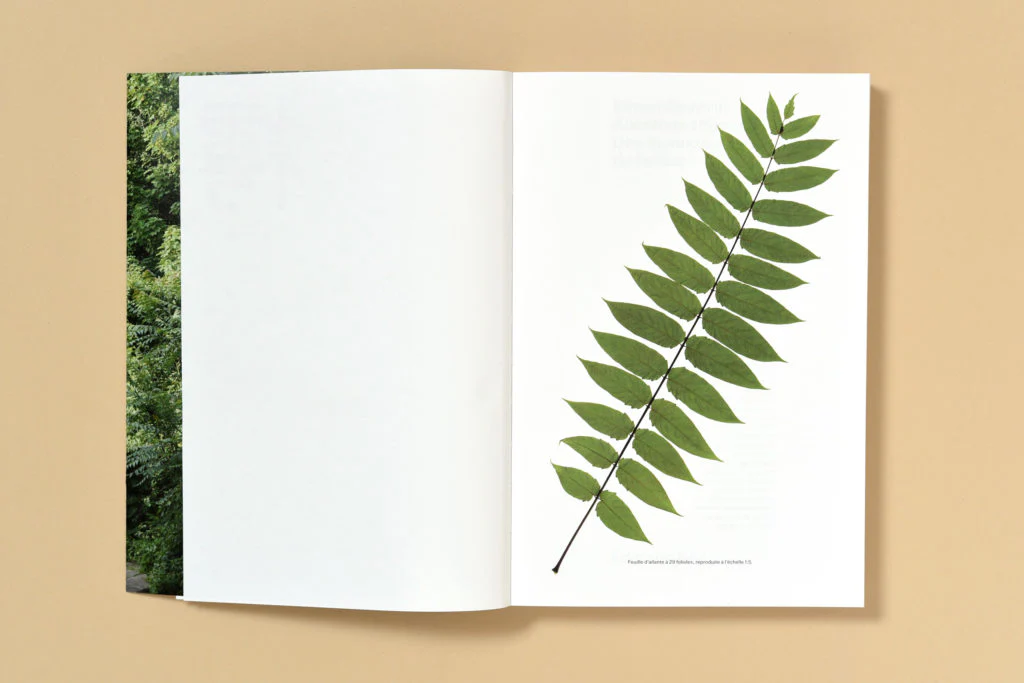 Simon Boudvin - Ailanthus Altissima, Une monographie située de l'ailante - Image 5